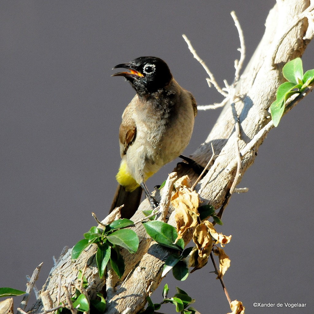 image White-spectacled Bulbul